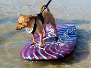 Annie surfing.